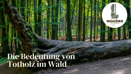 WOODED Again 🌱🌳❤️  - Die Bedeutung von Totholz im Wald für das Ökosystem