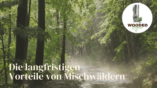 WOODED Again 🌱🌳❤️  - Die langfristigen Vorteile von Mischwäldern